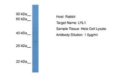 Lyl1 Rabbit anti-Human, Polyclonal, Novus Biologicals 0.1 mL | Buy Online | Novus Biologicals | Fisher Scientific